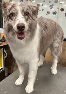 gray and white groomed dog