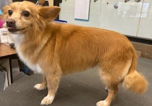 small tan dog being groomed