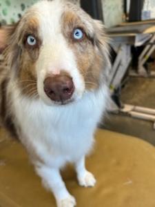 tan and white with blue eyes groomed dog