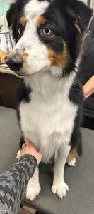 black, white, and tan dog being groomed
