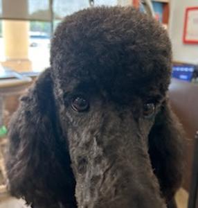 black dog groomed