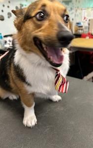 small dog with bow tie being groomed