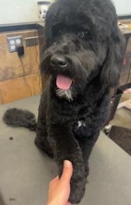 black dog being groomed