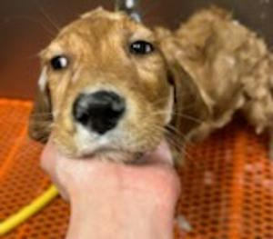 puppy being bathed