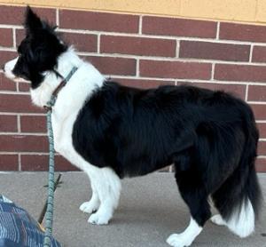 medium black and white dog groomed
