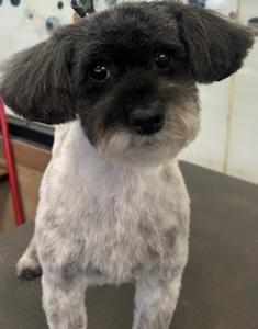 Black face with a white body dog groomed