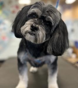 small black and grey dog groomed