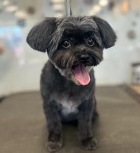 Black and white puppy groomed