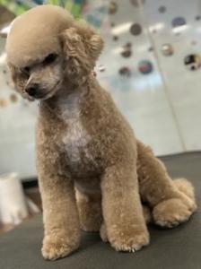 Groomed Tan Dog