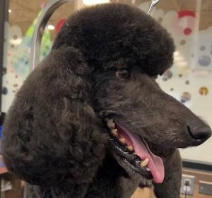 Large Black Dog Groomed