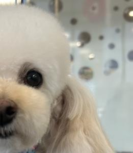 Groomed White Dog