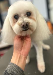 White Groomed Dog