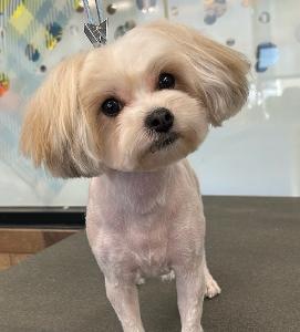 small tan groomed dog