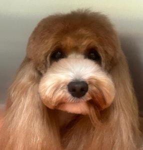groomed tan dog