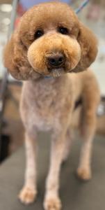 tan groomed dog