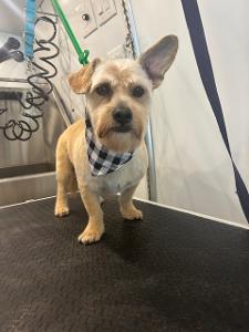 small groomed dog