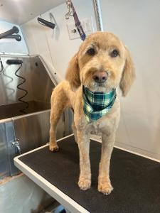 groomed tan dog
