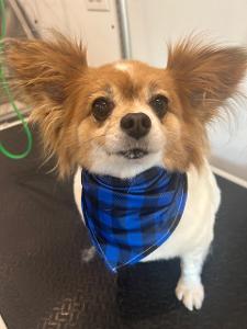 small groomed dog