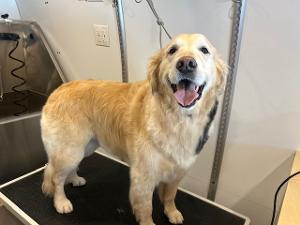 dog being groomed