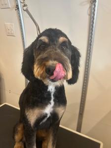 black and tan groomed dog