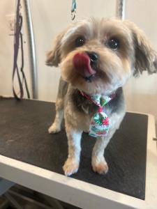 small dog being groomed with tie on