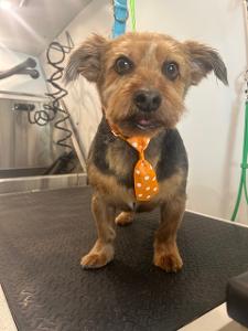 small tan dog with tie on after being groomed