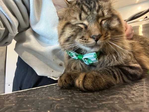 cat being groomed